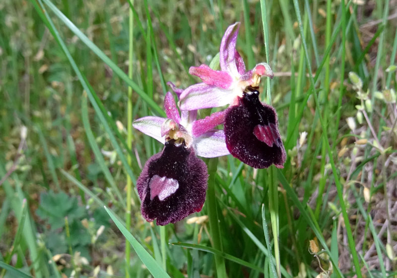 Ophrys bertolonii subsp. benacensis